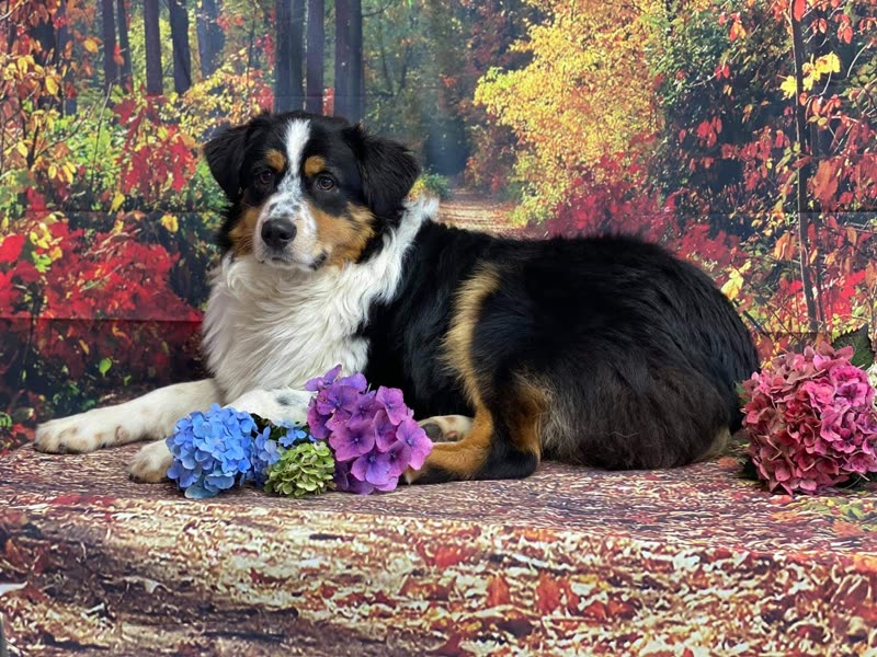 A freshly groomed tricolour Australian Shepherd lying on a decorative rug against an autumn backdrop