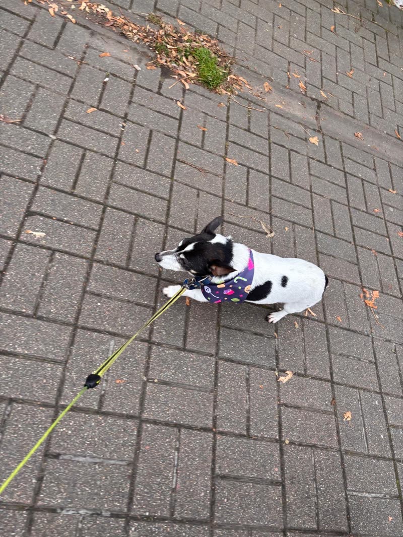 A small black-and-white dog in a bandana on a lead, out on the pavement after its groom