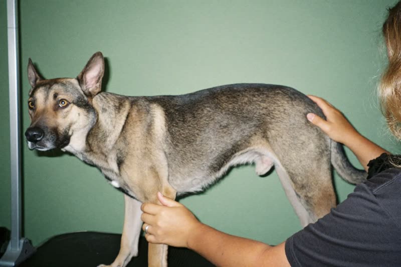 A dog standing on a grooming table being handled