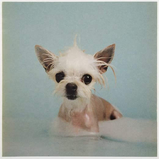 A small dog being bathed in a grooming tub