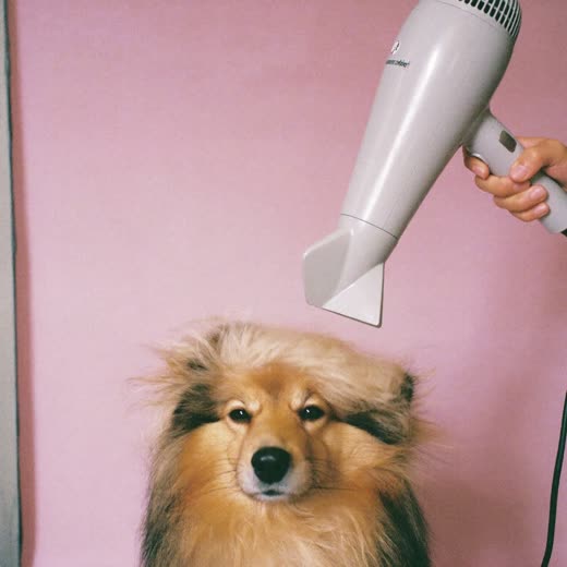 A dog being blow-dried after a bath